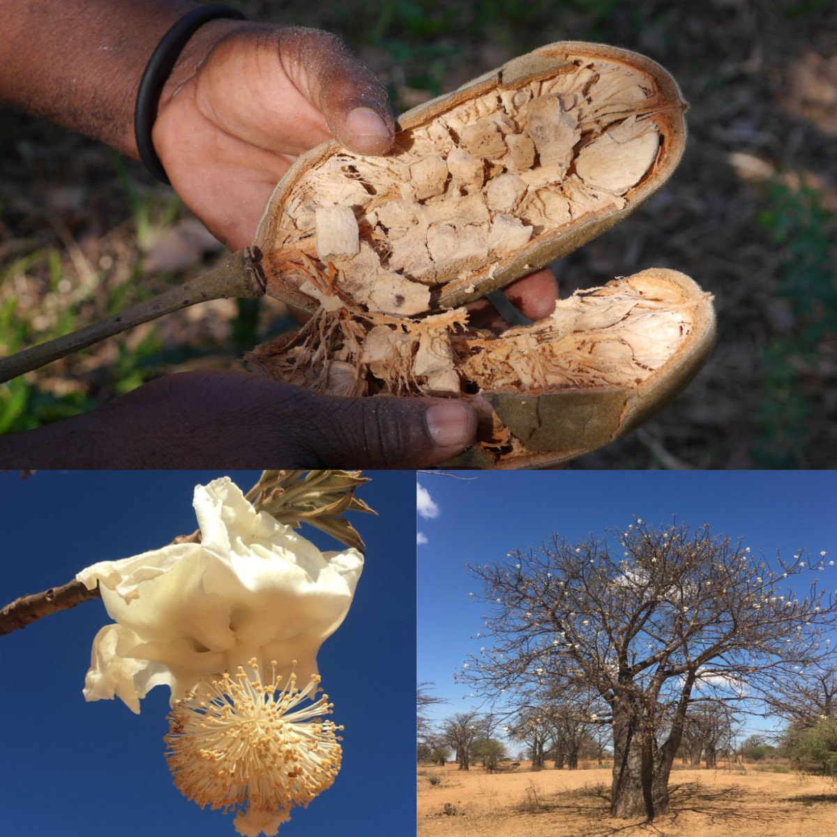 Poudre De Baobab Bio - 200 G, Marque Jolivia, Référence 437, Produit Naturel Riche En Vitamines