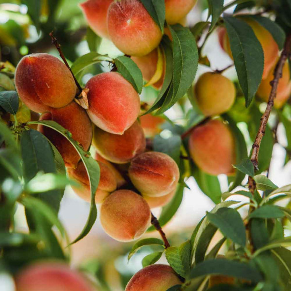 Draineur : complément alimentaire anti rétention d'eau et ventre plat Draineur : complément alimentaire anti rétention d'eau et ventre plat
