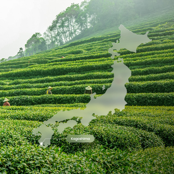 Collagène Matcha Collagène Matcha