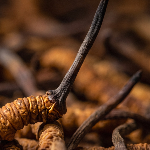 Cordyceps complément alimentaire