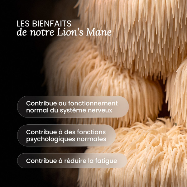 Bienfaits du Lion's Mane Nutri&Co