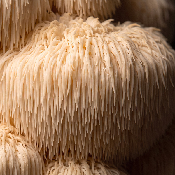 Lion's Mane Bio