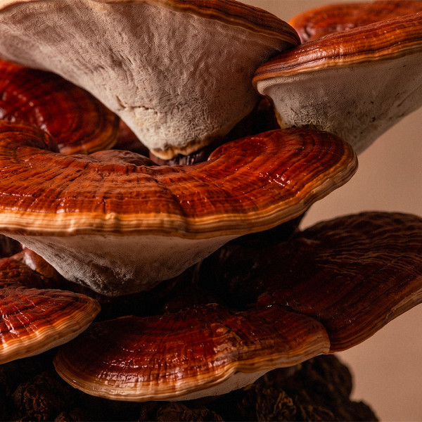 Compléments alimentaires champignons Reishi