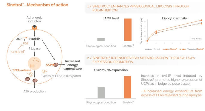Mini-site Magnésium QRCode