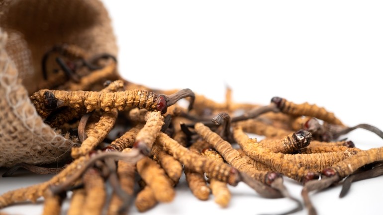 Bienfaits du Cordyceps