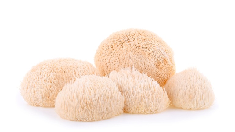 Bienfait du Lion's Mane