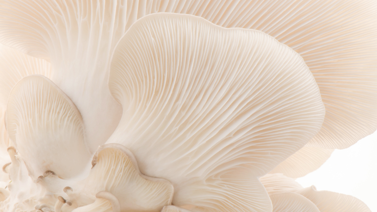 mycothératie