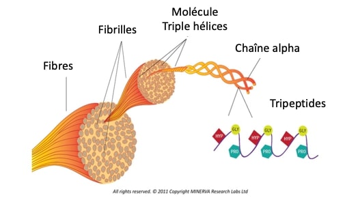 organisation fibre de collagene
