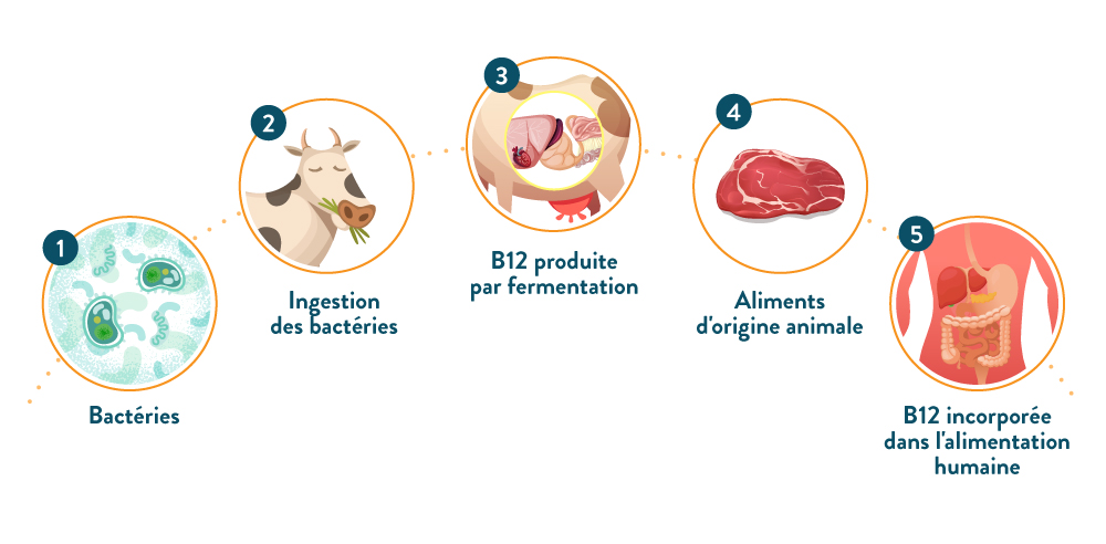 Schema cycle vitamine B12