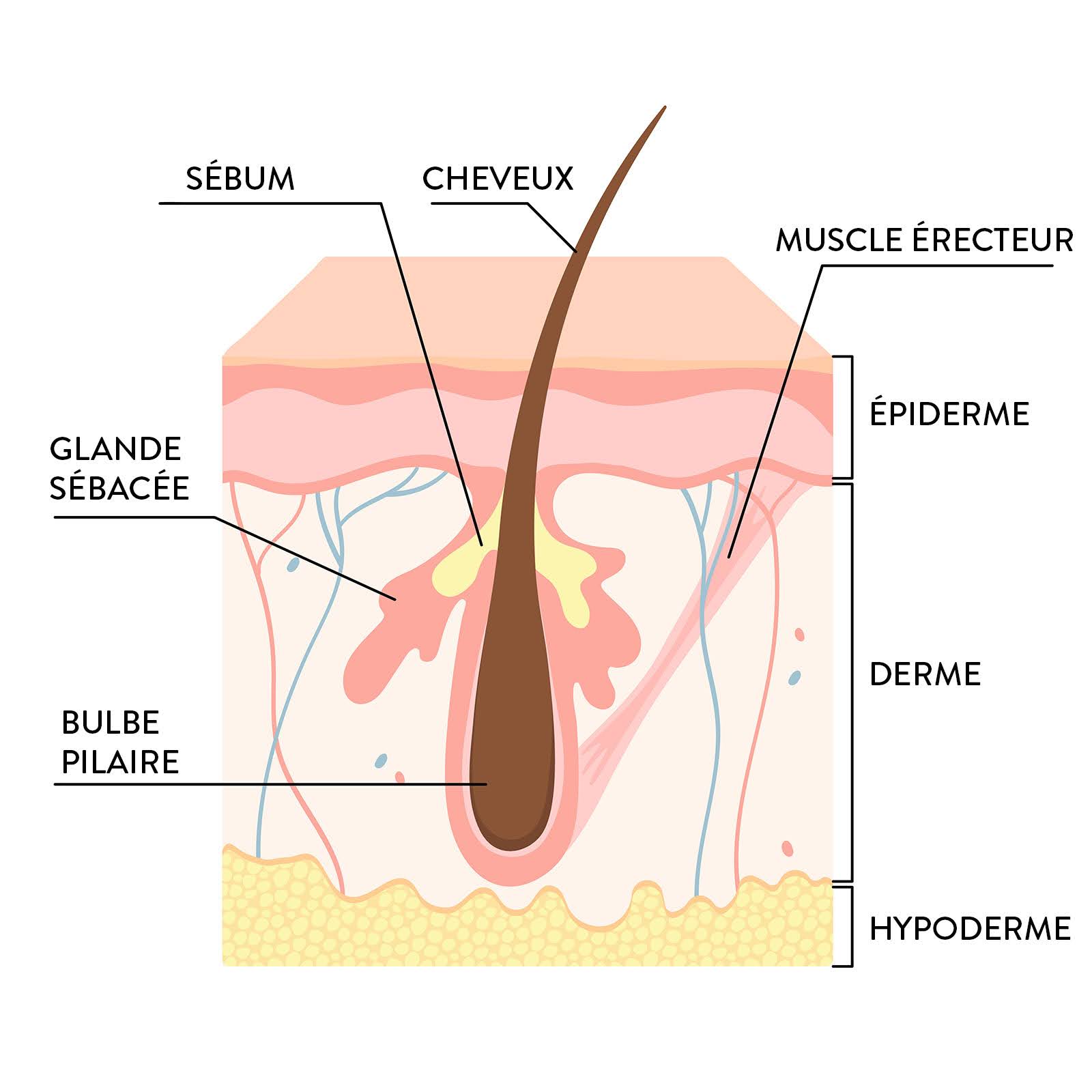 Anatomie