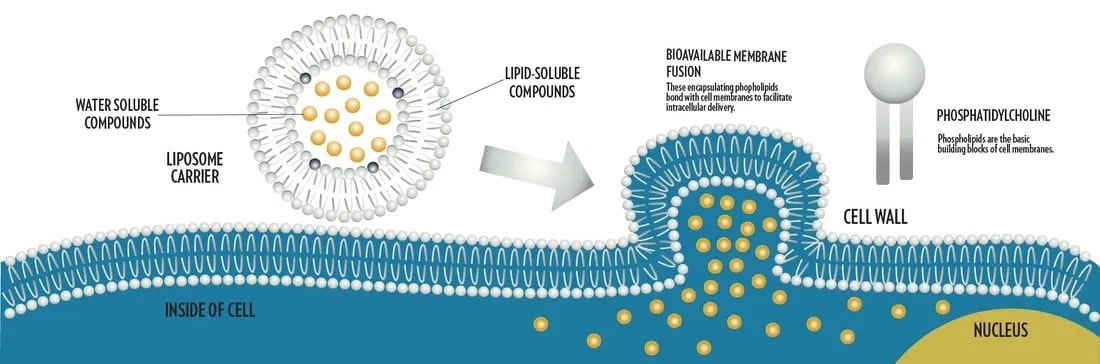 liposome