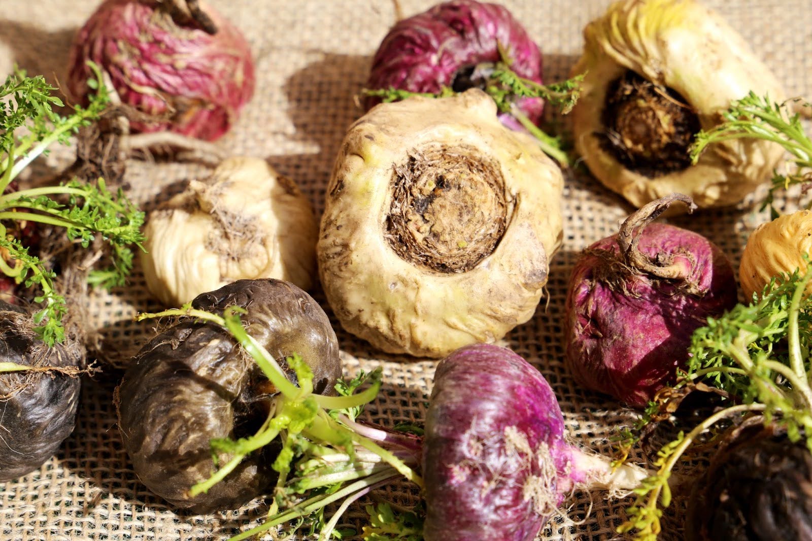 Maca