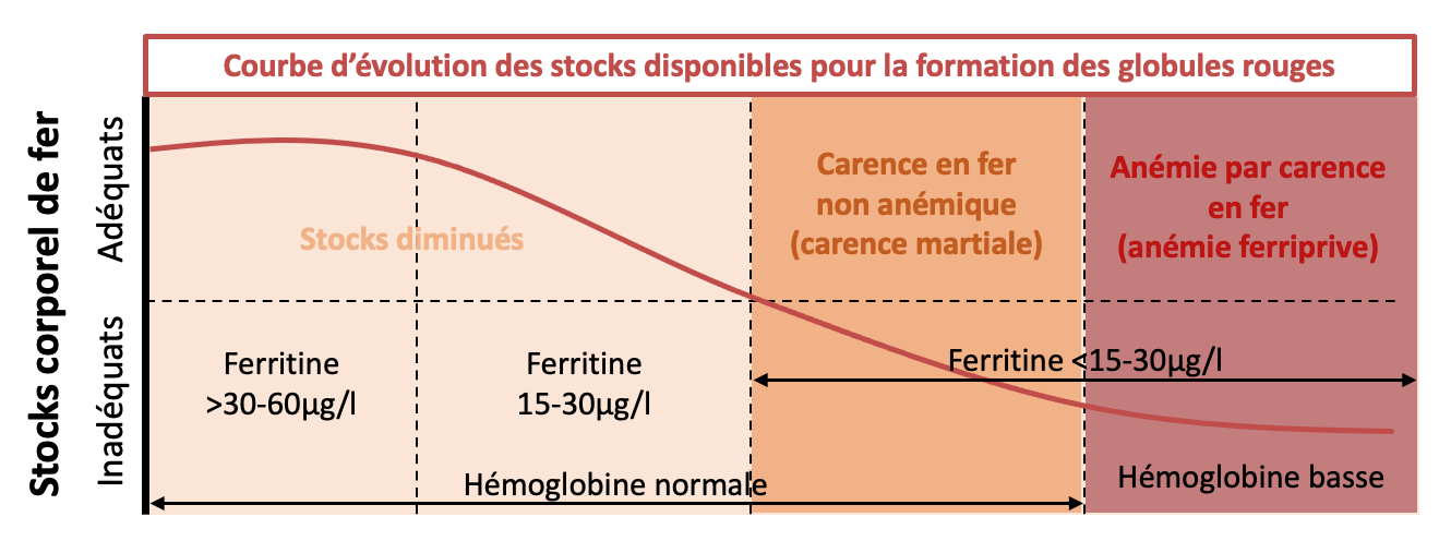 Stocks corporel de fer