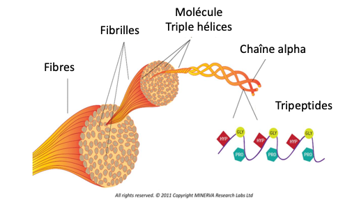 Collagen