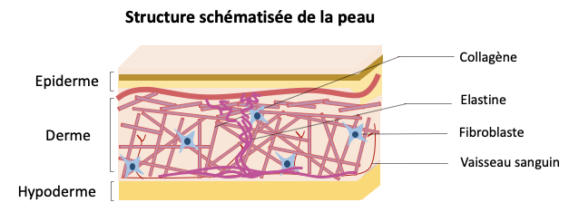 Structure schématisée de la peau