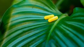 Qu'est qu'un complément alimentaire naturel ?