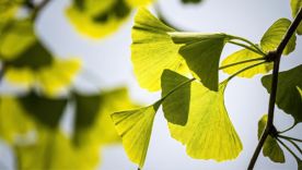 Quelles solutions naturelles pour le déclin cognitif ?