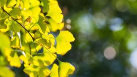 Le Ginkgo et la circulation sanguine