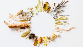 Liste des diurétiques naturels