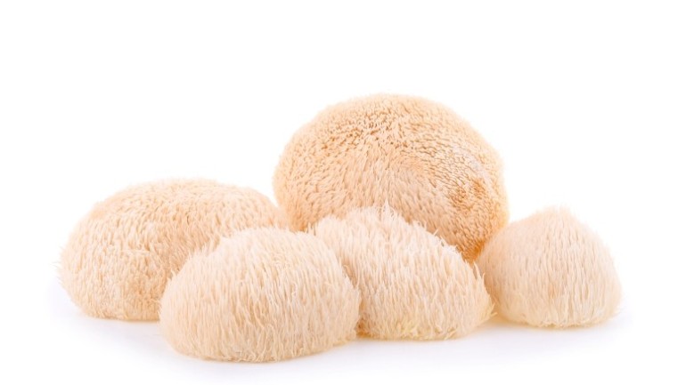 Tous les bienfaits du Lion's Mane