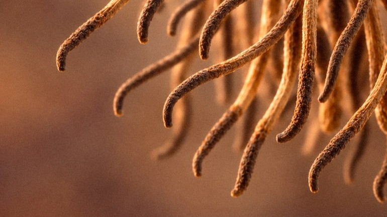 Retrouvez en détails les bienfaits du cordyceps