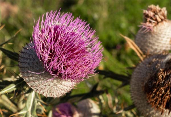 Image Routine associée