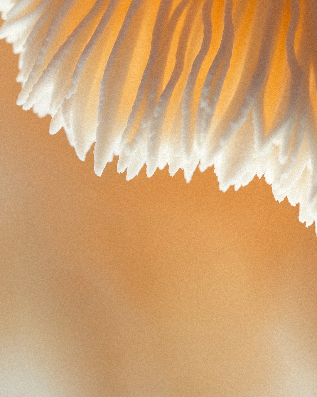 Gros plan sur les aiguillons blancs du Lion's Mane (Hericium erinaceus)