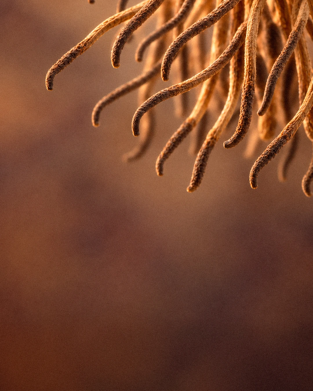 Gros plan sur des tiges de Cordyceps
