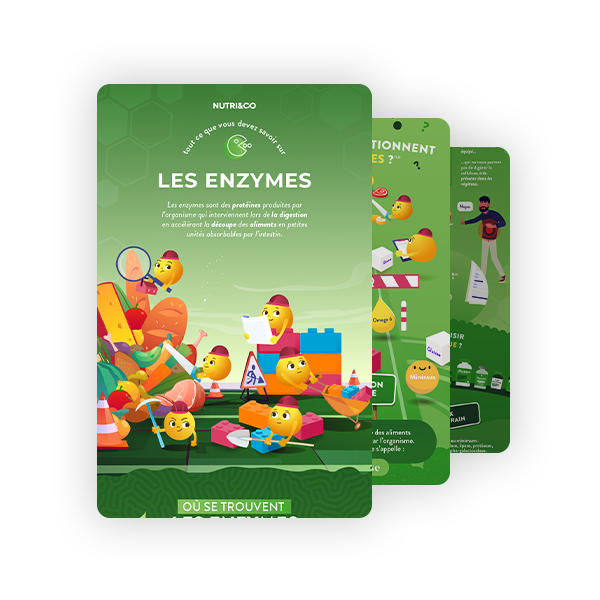 Infographie Enzymes & Pissenlit