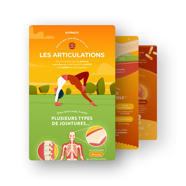 Infographie Articulations