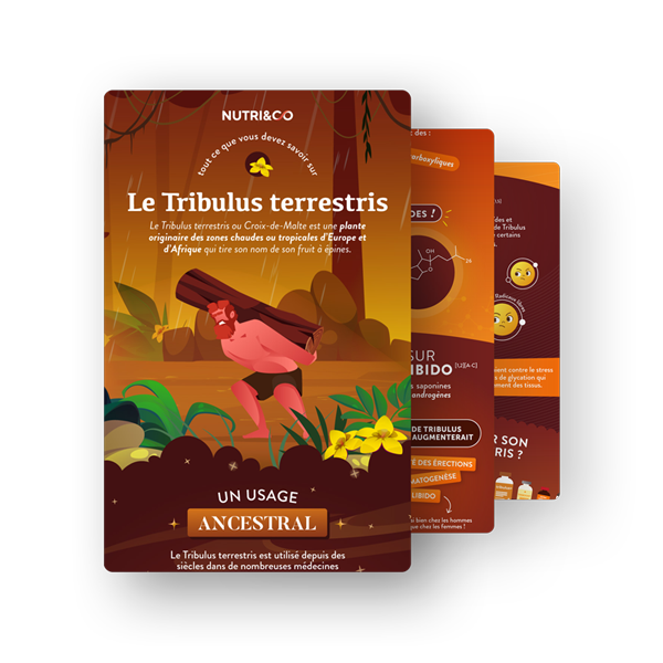 Infographie Tribulus terrestris