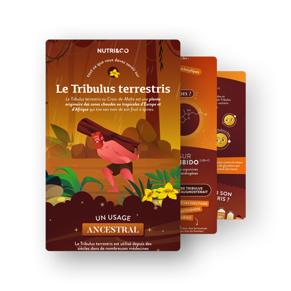 Infographie Tribulus terrestris