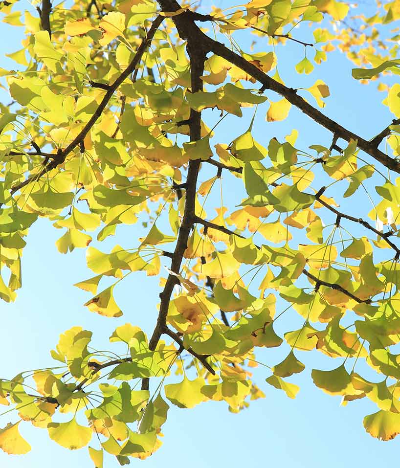 Avis Ginkgo Biloba