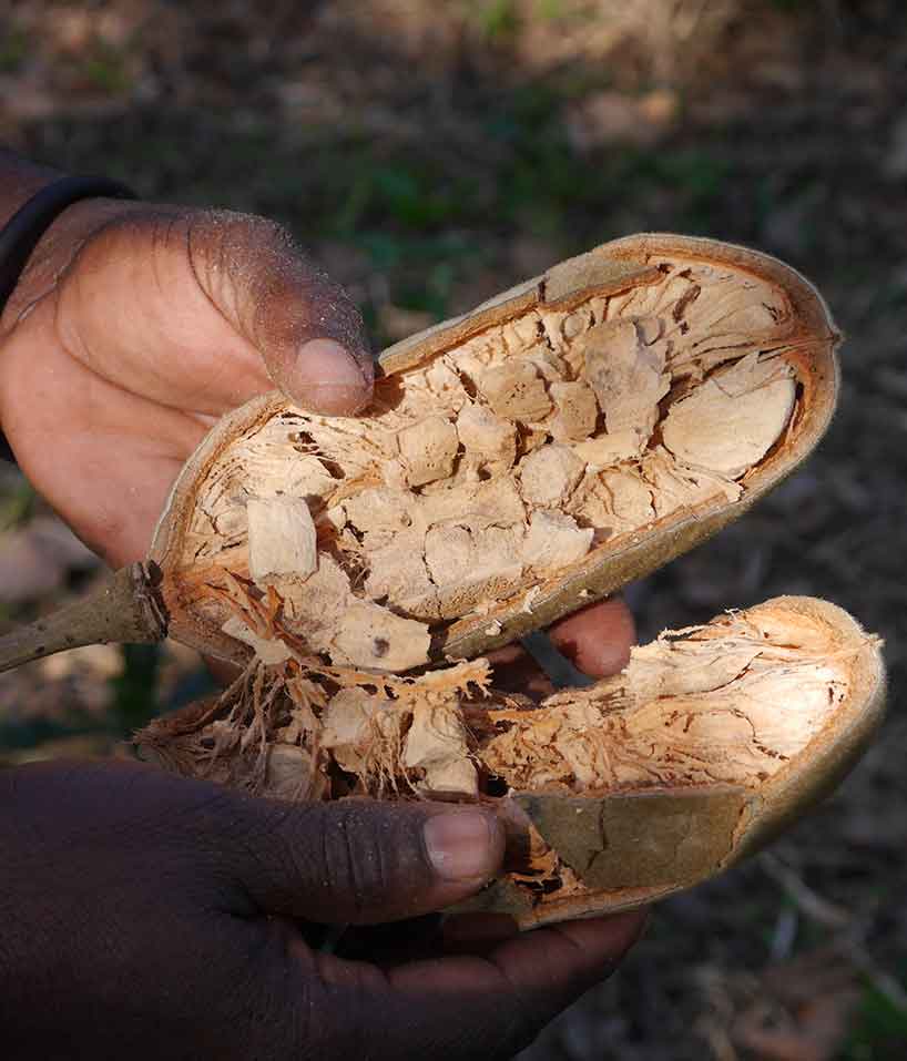 Avis Poudre de Baobab BIO