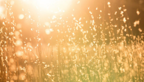 Vitamina D2, D3, vegetale, animale... chi ci capisce più nulla ?