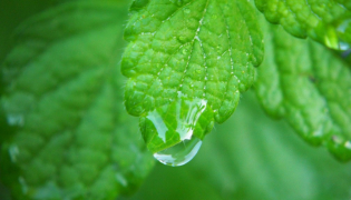 Bienfaits de la mélisse pour dormir