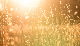 Vitamine D2 ou D3 : quelle forme privilégier ?