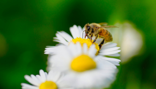 Comment choisir sa gelée royale ?