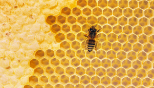 Cure de gelée royale : ne laissez rien au hasard !
