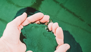 Spirulina : What is the best drying method ?