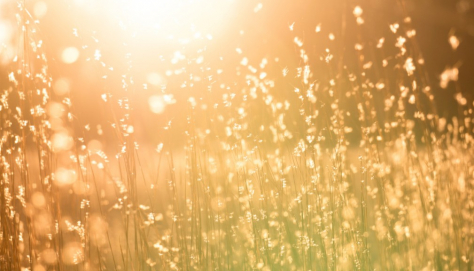 Vitamine D2 ou D3 : quelle forme privilégier ?